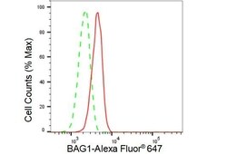 BAG1 Recombinant Rabbit Monoclonal Antibody (23GB2995) 20 &mu;L | Buy Online | Fisher Chemical | Fisher Scientific