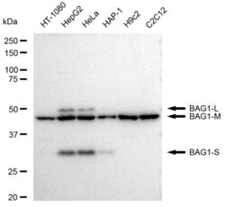 BAG1 Recombinant Rabbit Monoclonal Antibody (23GB2995) 20 &mu;L | Buy Online | Fisher Chemical | Fisher Scientific