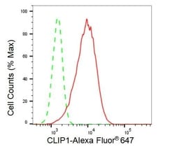 Invitrogen CLIP1 Recombinant Rabbit Monoclonal Antibody (23GB3080), Invitrogen
