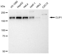 Invitrogen CLIP1 Recombinant Rabbit Monoclonal Antibody (23GB3080), Invitrogen