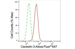 Invitrogen Caveolin 3 Recombinant Rabbit Monoclonal Antibody (23GB3035),