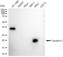 Invitrogen Caveolin 3 Recombinant Rabbit Monoclonal Antibody (23GB3035),