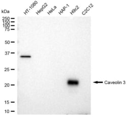 Invitrogen Caveolin 3 Recombinant Rabbit Monoclonal Antibody (23GB3040) 20 &mu;L | Buy Online | Invitrogen&trade; | Fisher Scientific