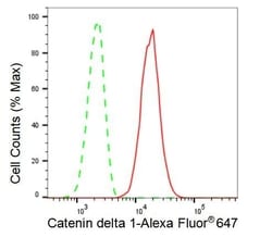 Invitrogen delta Catenin Recombinant Rabbit Monoclonal Antibody (23GB3025) 20 &mu;L | Buy Online | Invitrogen&trade; | Fisher Scientific