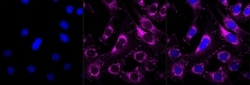 Invitrogen&trade;&nbsp;delta Catenin Recombinant Rabbit Monoclonal Antibody (23GB3025)