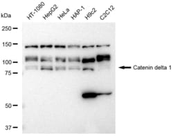 Invitrogen delta Catenin Recombinant Rabbit Monoclonal Antibody (23GB3025) 20 &mu;L | Buy Online | Invitrogen&trade; | Fisher Scientific