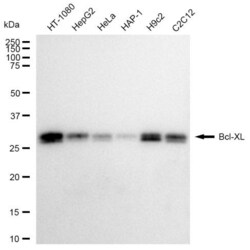 Invitrogen BCL-XL Recombinant Rabbit Monoclonal Antibody (23GB3000), Invitrogen