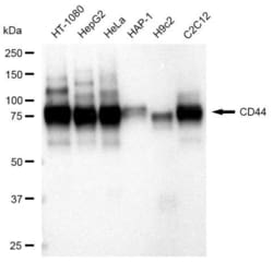 Invitrogen CD44 Recombinant Rabbit Monoclonal Antibody (23GB3055), Invitrogen