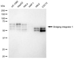 Invitrogen BIN1 Recombinant Rabbit Monoclonal Antibody (23GB3010), Invitrogen
