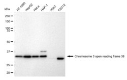 Invitrogen C3orf38 Recombinant Rabbit Monoclonal Antibody (23GB1150):Antibodies:Primary