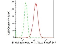 Invitrogen BIN1 Recombinant Rabbit Monoclonal Antibody (23GB3265), Invitrogen