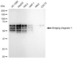 Invitrogen BIN1 Recombinant Rabbit Monoclonal Antibody (23GB3265), Invitrogen