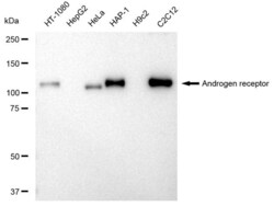 Invitrogen Androgen Receptor Recombinant Rabbit Monoclonal Antibody (23GB3210),