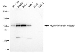 Invitrogen AHR Recombinant Rabbit Monoclonal Antibody (23GB1635), Invitrogen