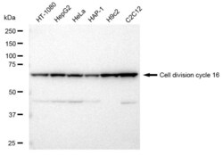 Invitrogen APC6 Recombinant Rabbit Monoclonal Antibody (23GB3455), Invitrogen