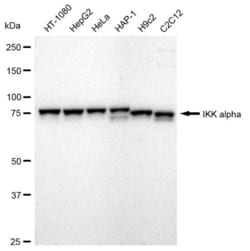 Invitrogen IKK alpha Recombinant Rabbit Monoclonal Antibody (23GB765),