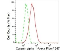 Invitrogen Catenin alpha-1 Recombinant Rabbit Monoclonal Antibody (23GB3335),