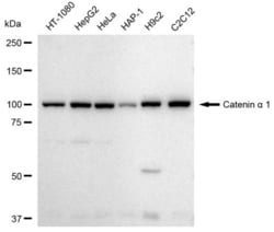 Invitrogen Catenin alpha-1 Recombinant Rabbit Monoclonal Antibody (23GB3335),