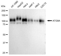 Invitrogen ATG9A Recombinant Rabbit Monoclonal Antibody (23GB3245), Invitrogen