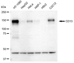 Invitrogen CD13 Recombinant Rabbit Monoclonal Antibody (23GB3360), Invitrogen