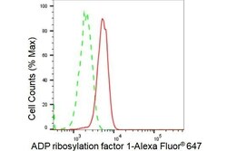 Invitrogen ARF1 Recombinant Rabbit Monoclonal Antibody (23GB3155), Invitrogen
