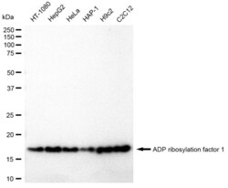 Invitrogen ARF1 Recombinant Rabbit Monoclonal Antibody (23GB3155), Invitrogen