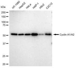 Invitrogen Cyclin A1/A2 Recombinant Rabbit Monoclonal Antibody (23GB3525),