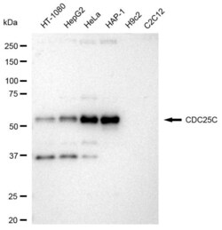 Invitrogen CDC25C Recombinant Rabbit Monoclonal Antibody (23GB3430), Invitrogen