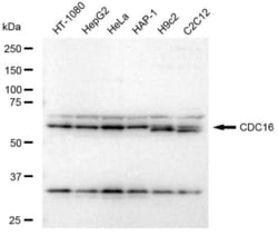 Invitrogen APC6 Recombinant Rabbit Monoclonal Antibody (23GB3415), Invitrogen