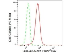 Invitrogen Cdc40 Recombinant Rabbit Monoclonal Antibody (23GB3445), Invitrogen