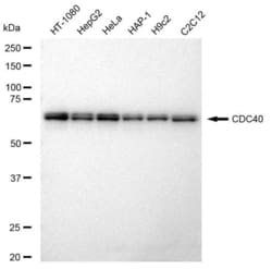 Invitrogen Cdc40 Recombinant Rabbit Monoclonal Antibody (23GB3445), Invitrogen