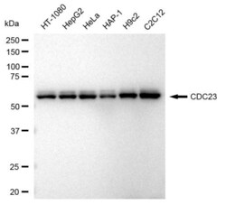 Invitrogen Cdc23 Recombinant Rabbit Monoclonal Antibody (23GB3420), Invitrogen