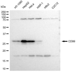 Invitrogen&trade;&nbsp;CD99 Recombinant Rabbit Monoclonal Antibody (23GB3395)