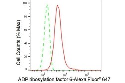 Invitrogen ARF6 Recombinant Rabbit Monoclonal Antibody (23GB3160), Invitrogen
