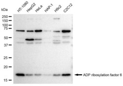 Invitrogen ARF6 Recombinant Rabbit Monoclonal Antibody (23GB3160), Invitrogen