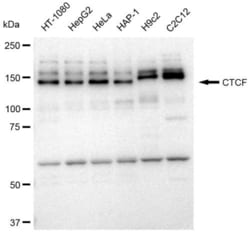 Invitrogen CTCF Recombinant Rabbit Monoclonal Antibody (23GB3520), Invitrogen