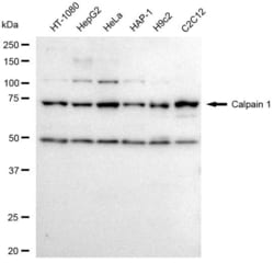 Invitrogen Mu-Calpain Recombinant Rabbit Monoclonal Antibody (23GB3290),