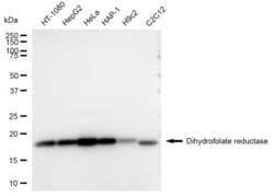 Invitrogen DHFR Recombinant Rabbit Monoclonal Antibody (23GB3575), Invitrogen