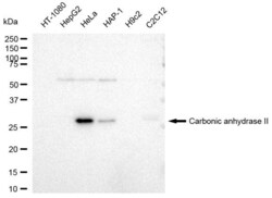 Invitrogen Carbonic Anhydrase II Recombinant Rabbit Monoclonal Antibody
