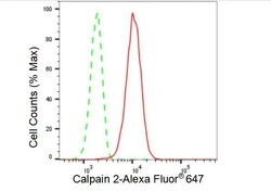 Invitrogen Calpain 2 Recombinant Rabbit Monoclonal Antibody (23GB3295),