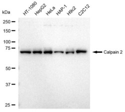 Invitrogen Calpain 2 Recombinant Rabbit Monoclonal Antibody (23GB3295),