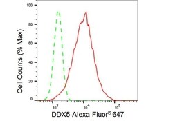 Invitrogen DDX5 Recombinant Rabbit Monoclonal Antibody (23GB3550), Invitrogen