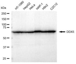 Invitrogen DDX5 Recombinant Rabbit Monoclonal Antibody (23GB3550), Invitrogen
