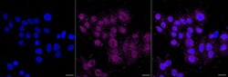 Invitrogen CD97 Recombinant Rabbit Monoclonal Antibody (23GB3390) 20 &mu;L | Buy Online | Invitrogen&trade; | Fisher Scientific