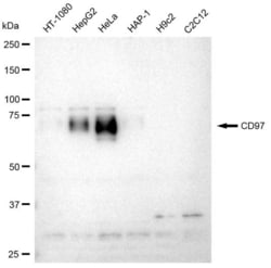 Invitrogen&trade;&nbsp;CD97 Recombinant Rabbit Monoclonal Antibody (23GB3390)