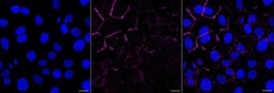 Invitrogen CD166 Recombinant Rabbit Monoclonal Antibody (23GB3405), Invitrogen 100 &mu;L | Buy Online | Invitrogen&trade; | Fisher Scientific