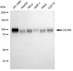 Invitrogen CD166 Recombinant Rabbit Monoclonal Antibody (23GB3405), Invitrogen 100 &mu;L | Buy Online | Invitrogen&trade; | Fisher Scientific