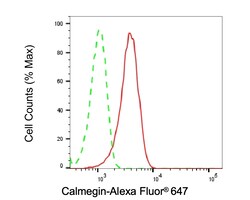 Invitrogen CLGN Recombinant Rabbit Monoclonal Antibody (23GB3280), Invitrogen