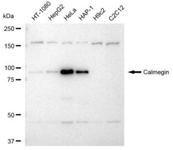 Invitrogen CLGN Recombinant Rabbit Monoclonal Antibody (23GB3280), Invitrogen