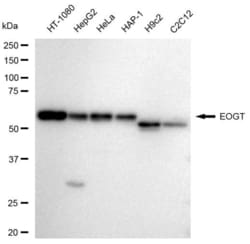 Invitrogen EOGT Recombinant Rabbit Monoclonal Antibody (23GB3585), Invitrogen